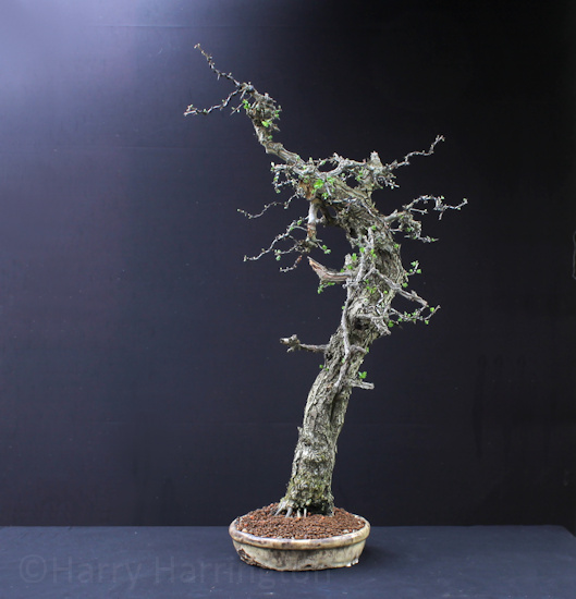 Hawthorn bonsai